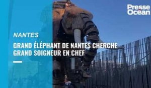 Grand éléphant à Nantes cherche grand chef soigneur