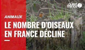 VIDÉO. Le déclin des oiseaux de jardins se confirme en France
