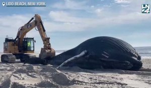 Une baleine à bosse s'échoue sur une plage de New York
