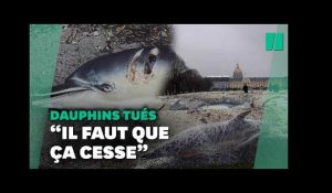 Des dauphins tués par la pêche exposés aux Invalides, le cri d'alarme de la LPO