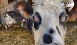 VIDÉO. A la ferme de la Ruelle à Beaufour-Druval, le bio se cultive de père en fils avec des vaches normandes