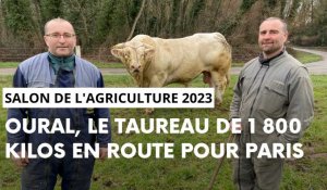 Concours général agricole 2023 : l'éleveur du taureau Oural explique pourquoi il a ses chances 