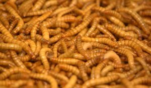 Bientôt des insectes dans vos assiettes ?