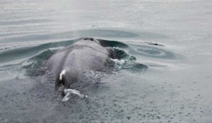 France: sauvetage réussi pour une baleine coincée dans un estuaire