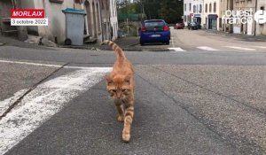 VIDÉO. En Finistère, passionnés par les boules de poils, ces pros luttent contre la prolifération des chats sauvages