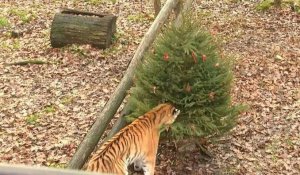 Noël: des sapins invendus dans les enclos du zoo de Thoiry