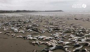 VIDÉO. Des milliers de poissons échoués sur des plages du fond de la baie de Douarnenez 
