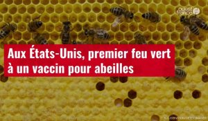 VIDÉO. Aux États-Unis, premier feu vert à un vaccin pour abeilles