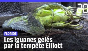 Tempête aux États-Unis : Des iguanes « gelés » tombent des arbres