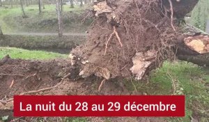 Deux arbres tombent au fort Caraby de Péronne