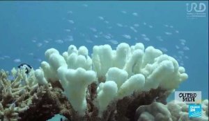 COP15 : l'exceptionnelle biodiversité des outre-mers
