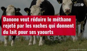 VIDÉO. Danone veut réduire le méthane rejeté par les vaches qui donnent du lait pour ses yaourts