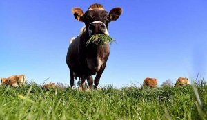 Changement climatique : la Nouvelle-Zélande veut taxer les pets de vaches