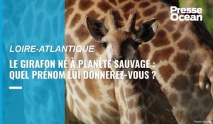 Naissance d'un girafon en Loire-Atlantique : choisissez le prénom du nouveau-né !
