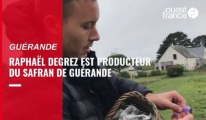 VIDEO. Le safran, l’or rouge de Guérande