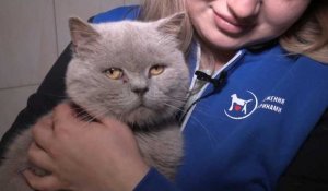 En Ukraine, un refuge contraint de faire adopter tous ses chats en raison du coût du chauffage