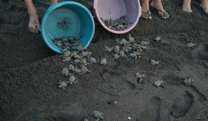 Guatemala: des jeunes tortues marines relâchées dans la mer
