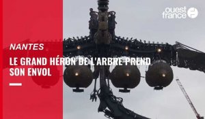 VIDEO. Le Grand Héron de l'Arbre prend son envol à Nantes
