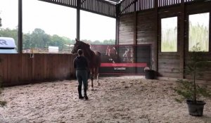 Entraînement de saut en liberté chez Christopher Antons au Louchier. Le cheval apprend à suivre la piste, dans le calme, jusqu'aux obstacles, et sauter dans le calme.