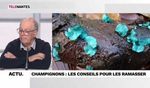 Champignons : quelles règles à respecter pour les ramasser sans risque ?