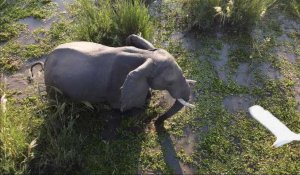 Les attaques meurtrières d'éléphants se multiplient au Zimbabwe
