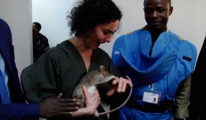 Hadja Lahbib surprise par un rat lors de sa visite en Angola