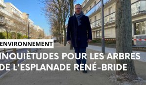 Réaménagement de l'esplanade René-Bride à Reims : les arbres préservés