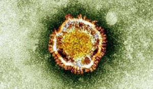 Pour éviter une pandémie de nouveau coronavirus, "il faut taper vite et fort"