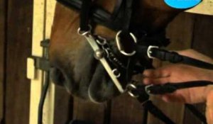 Equitation - Comment brider un cheval ?