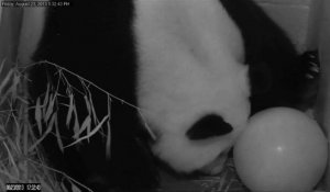 USA: naissance d'un panda géant au zoo de Washington