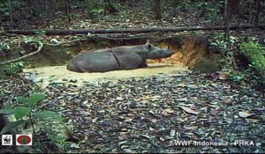 Indonésie: des rhinocéros de Sumatra filmés à Bornéo