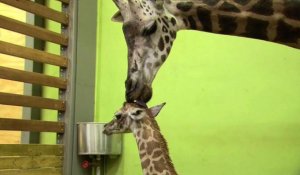 Corée du Sud: une girafe donne naissance à son 18è nouveau-né
