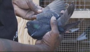 La passion des pigeons, une alternative à l'engrenage des gangs de Los Angeles