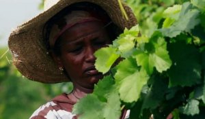 Des vignes françaises en Ethiopie pour changer l'image du pays