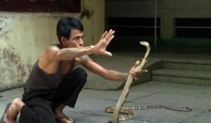 De la vipère au cobra, les tueurs silencieux de Birmanie