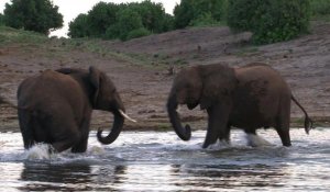 Le Botswana, sanctuaire des éléphants "réfugiés politiques"