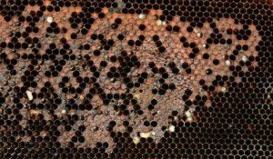 Afrique du Sud: stressées, les abeilles menacées de disparition