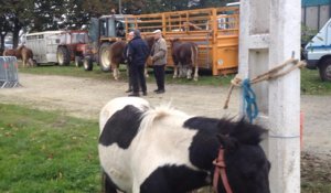 Foire aux Poulains