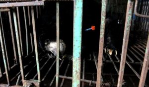 Au Vietnam, sauvetage d'ours exploités pour leur bile