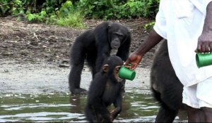 Le Liberia lutte pour la conservation des chimpanzés