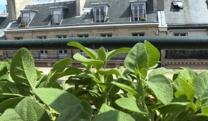 Au milieu des toits parisiens... les potagers des chefs