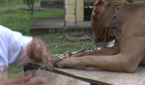 Equateur: caninothérapie contre le stress en prison