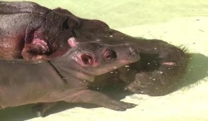Naissance surprise d'un hippopotame au zoo de Los Angeles