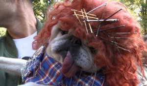 New York: Parade de déguisements d'Halloween pour chiens