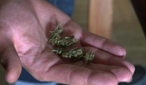 L'Uruguay légalise la production et la distribution de marijuana