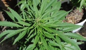 L'Uruguay, premier pays à légaliser le commerce du cannabis