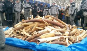 Trafic d'ivoire :  698 défenses d'éléphants réduites en poussière à Paris
