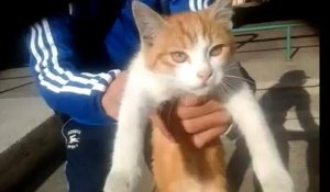 Un an de prison ferme pour l'auteur des "lancers de chat" diffusés sur Facebook