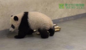 Le premier panda né à Taïwan fait une apparition publique