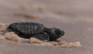 Brésil: des tortues menacées d'extinction sous surveillance